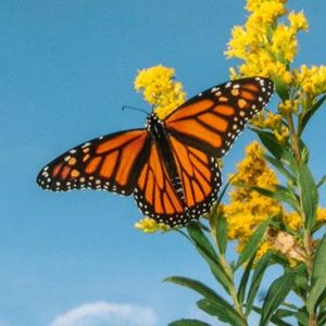 Meet your Posher, Monark